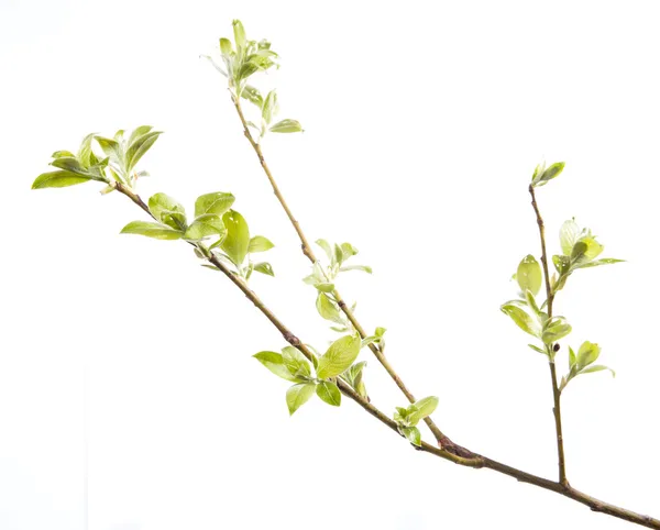 Branch of young leaves — Stock Photo, Image