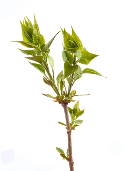 Young branch of lilac isolated on white — Stock Photo, Image