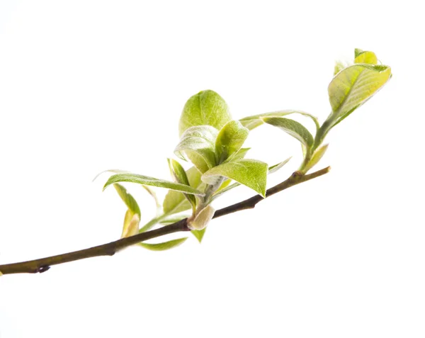 Branch of young leaves — Stockfoto