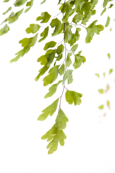 Gren av unga blad — Stockfoto