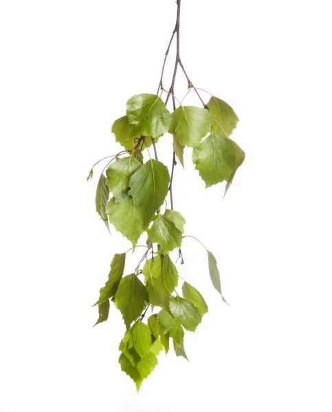 Spring twig birch with green leaves — Stock Photo, Image
