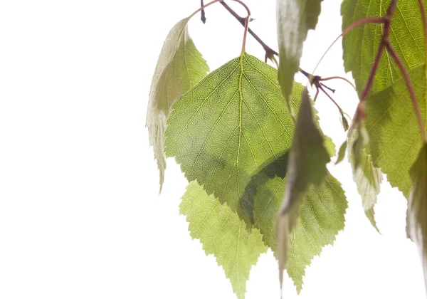 Ramoscello primavera betulla con foglie verdi — Foto Stock