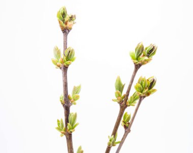 Branch of young leaves
