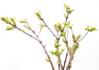 Branch of young leaves