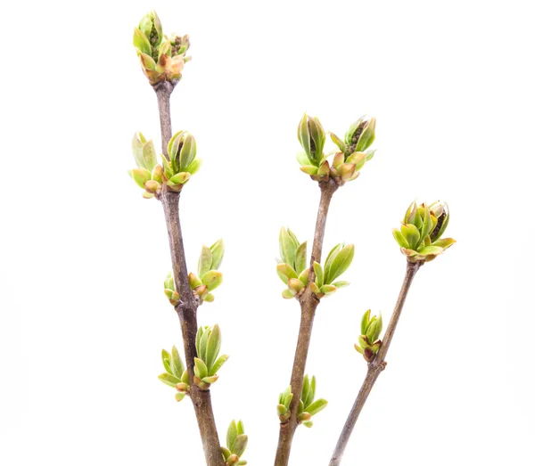 Branch of young leaves — Stock Photo, Image