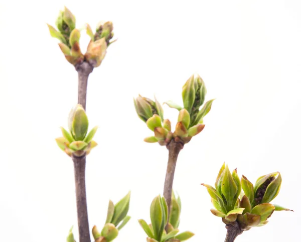 Branch of young leaves — Stock Photo, Image