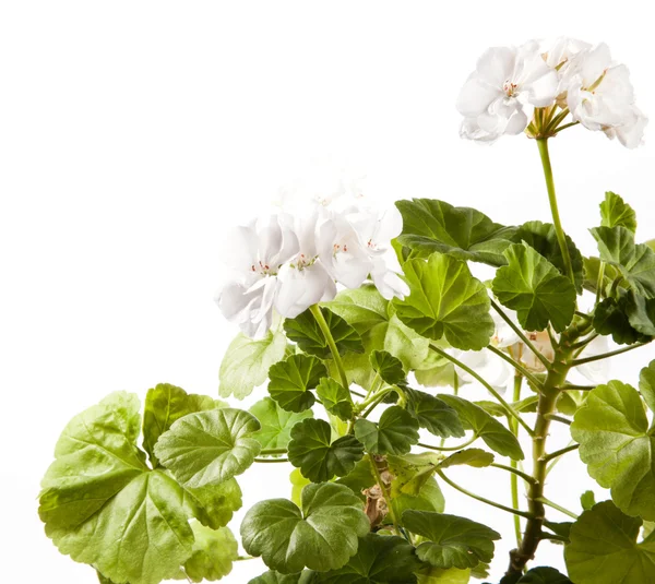 Flor de begónia — Fotografia de Stock