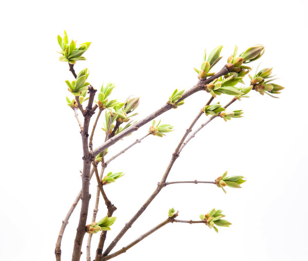 Branch of young leaves