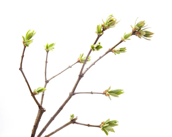 Branch of young leaves — Stock Photo, Image