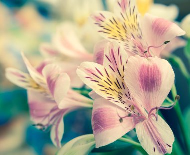 alstroemeria çiçek