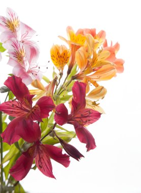 alstroemeria çiçek