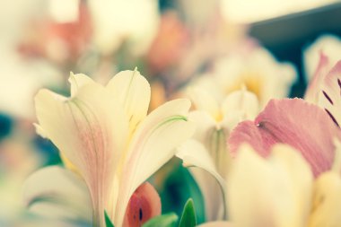 alstroemeria çiçek