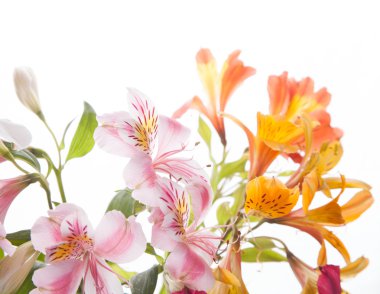 alstroemeria çiçek