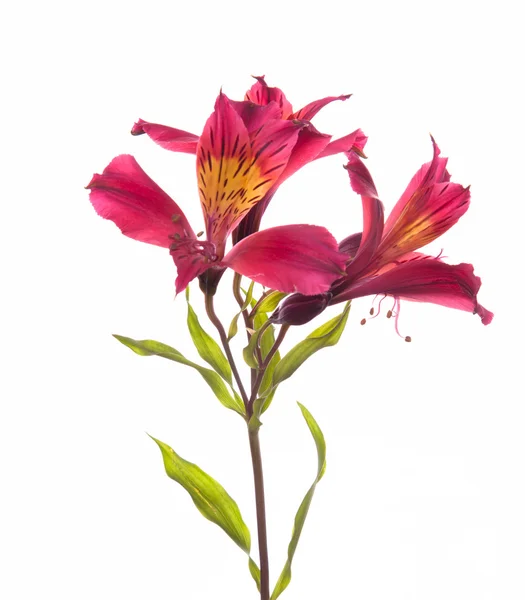 Alstroemeria virágok — Stock Fotó