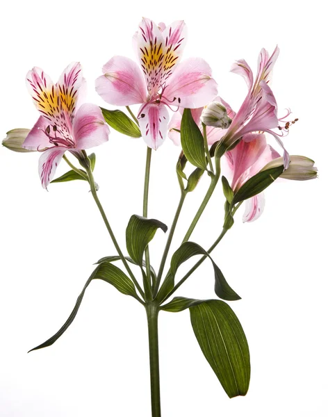 Αλστρομέριες λουλούδια — Φωτογραφία Αρχείου