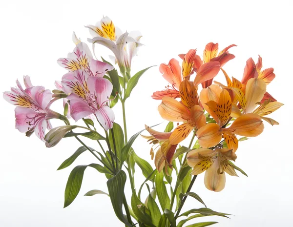 Flores de Alstroemeria — Fotografia de Stock