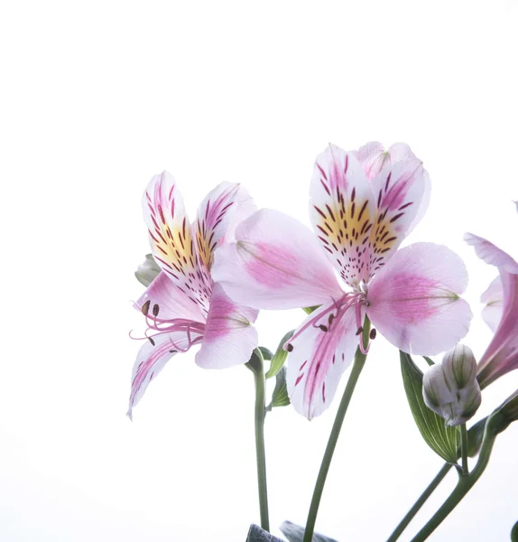 Alstroemeria çiçek — Stok fotoğraf