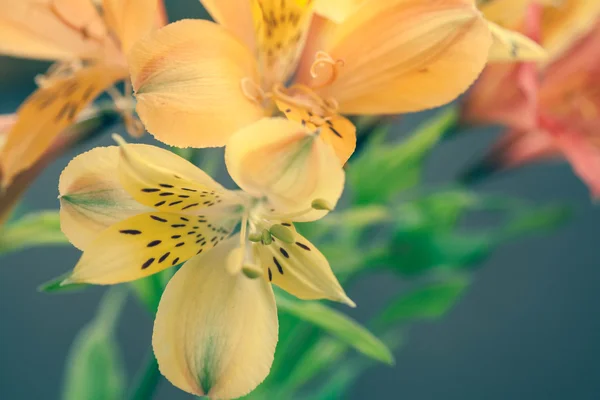 Alstroemeria квіти — стокове фото