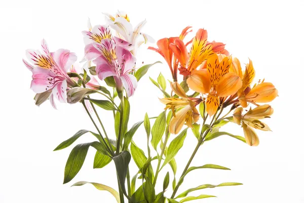 Flores de Alstroemeria — Fotografia de Stock