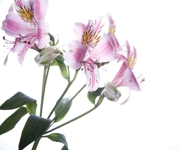 Flores de Alstroemeria — Fotografia de Stock