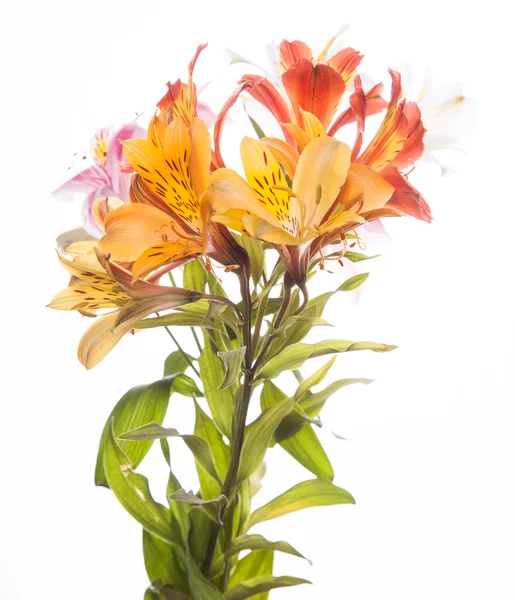 Alstroemeria virágok — Stock Fotó