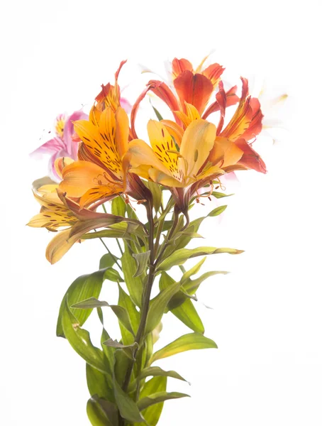 Flores de Alstroemeria — Fotografia de Stock