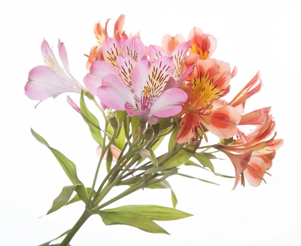 Alstroemeria virágok — Stock Fotó