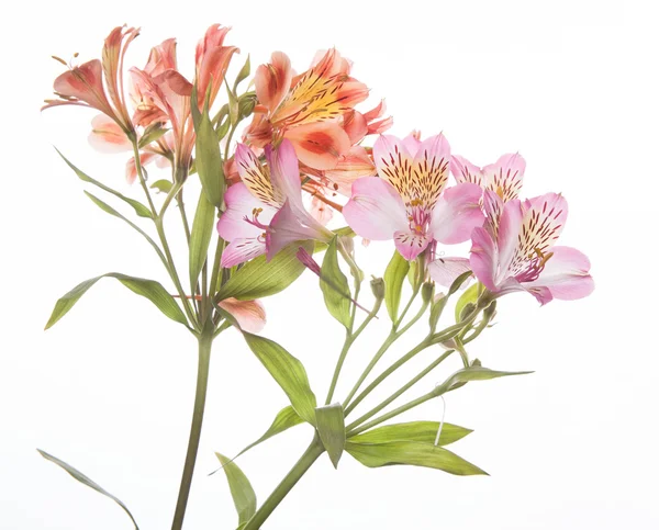 Flores de Alstroemeria — Fotografia de Stock