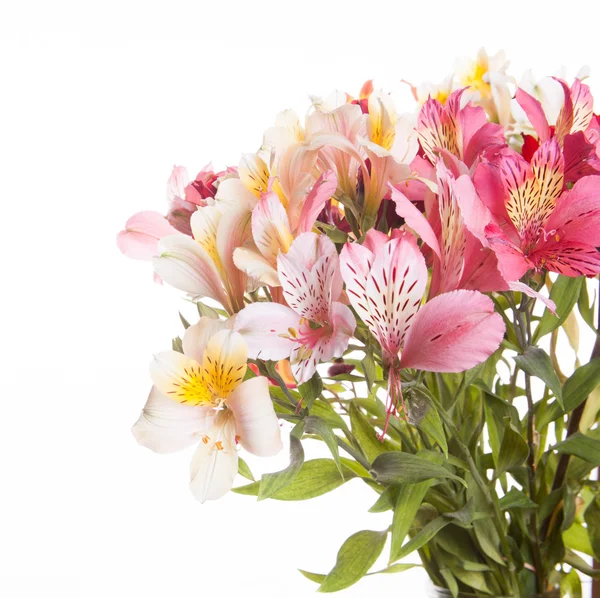 Alstroemeria bloemen — Stockfoto