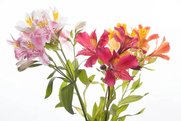 Alstremeria kwiaty — Zdjęcie stockowe