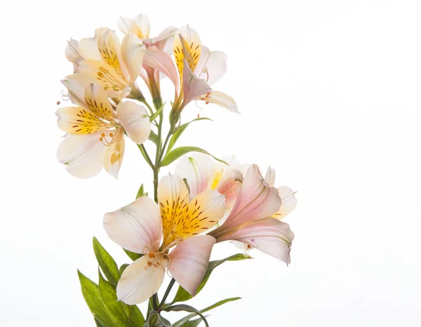 Alstroemeria virágok — Stock Fotó