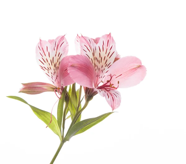 Alstroemeria virágok — Stock Fotó