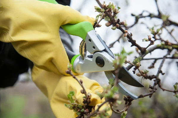 Mains avec des gants de jardinier faisant des travaux d'entretien — Photo