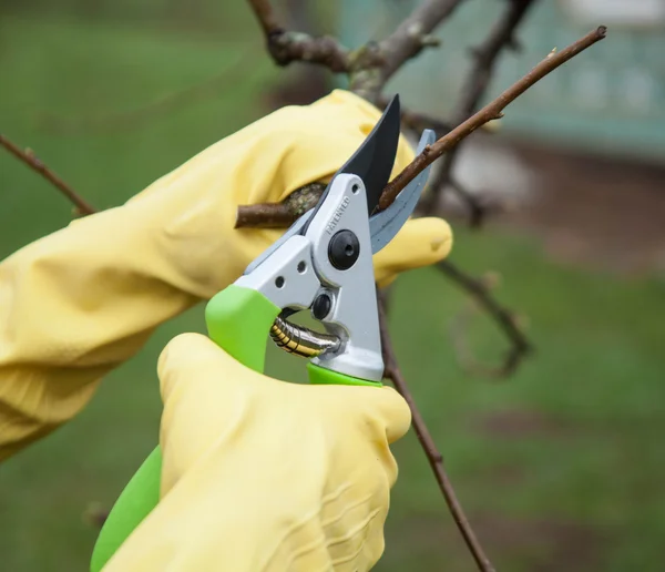 Manos con guantes de jardinero haciendo trabajos de mantenimiento — Foto de Stock