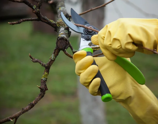 Manos con guantes de jardinero haciendo trabajos de mantenimiento — Foto de Stock