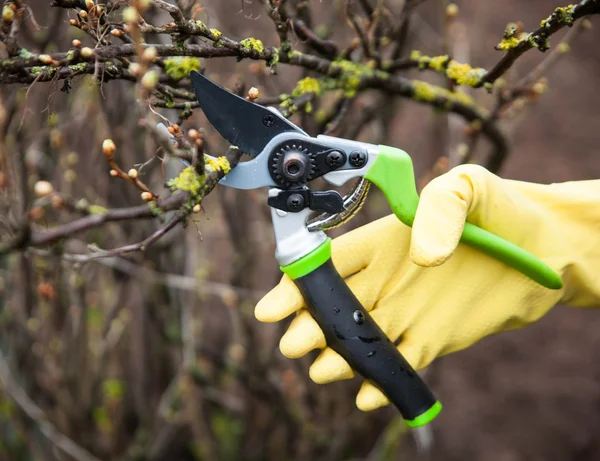 Hands with gloves of gardener doing maintenance work — Stock Photo, Image