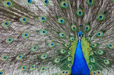 Güzel tüylerini gösteren tavus kuşunun yakınına.