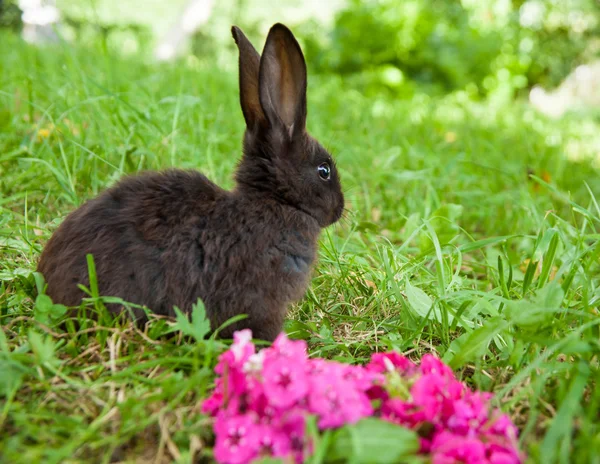 Lapin sur l'herbe — Photo