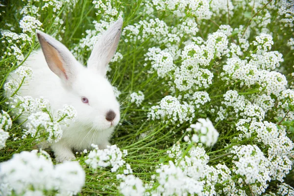 Кролик на траві — стокове фото