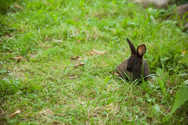 Lapin sur l'herbe — Photo