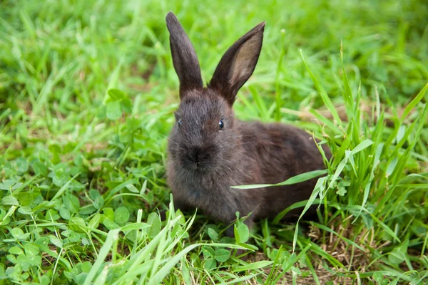 Conejo en la hierba — Foto de Stock