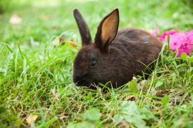 Çimlerin üzerinde tavşan