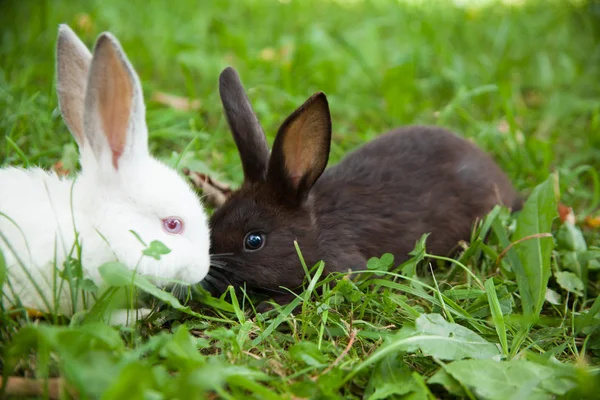 Conejos conejito lindo en la hierba al aire libre . — Foto de Stock