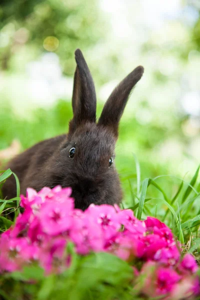 Kanin på gräset — Stockfoto