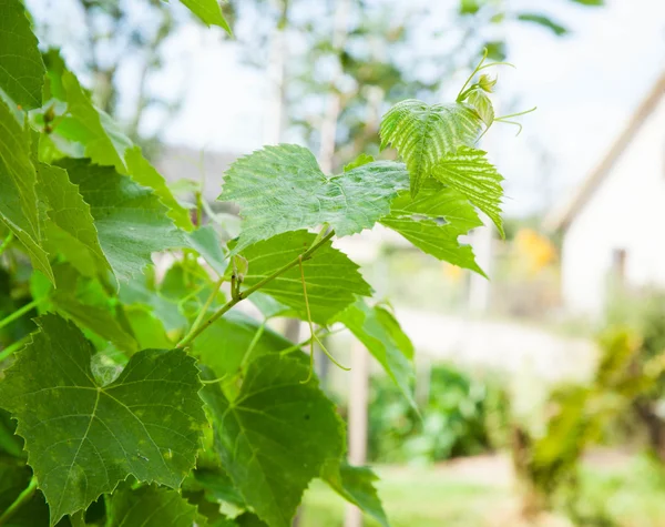 Ветвь виноградной лозы — стоковое фото