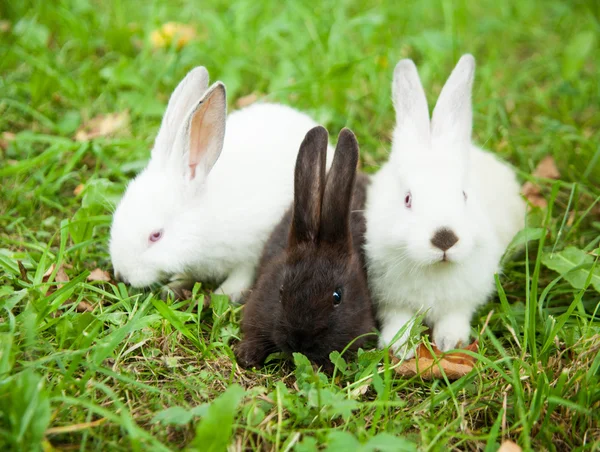 Tavşan tavşan çim açık havada şirin. — Stok fotoğraf