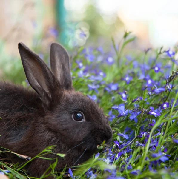 Kanin på gräset — Stockfoto