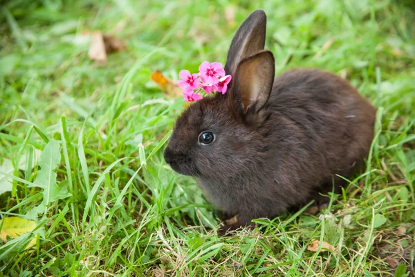 Králík na trávě — Stock fotografie