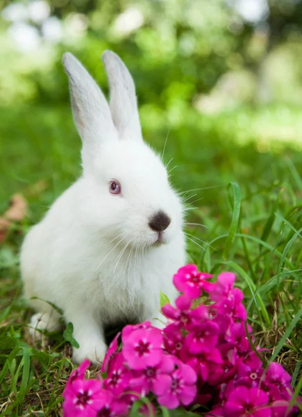 Rabbit on the grass — Stock Photo, Image