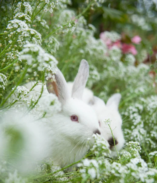 Lapins lapin mignon sur l'herbe à l'extérieur . — Photo